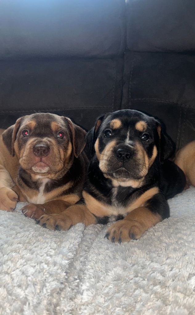 Beautiful Rottweiler/mastiff/staff puppies available to the best of homes 