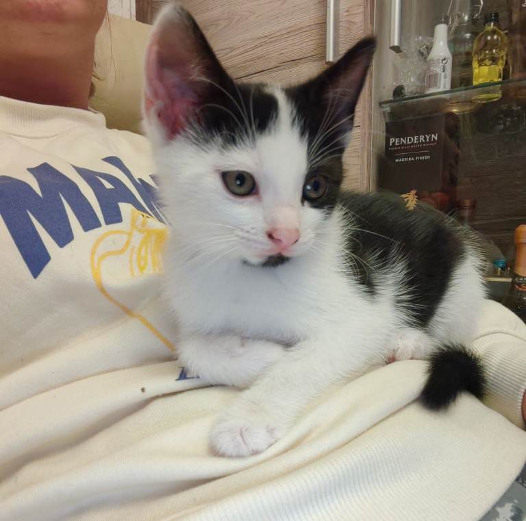 Kittens  1 available 