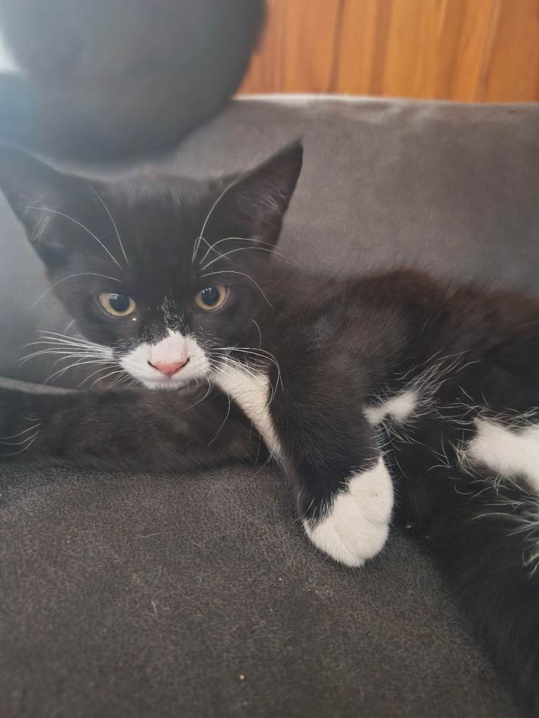 Loving male kitten