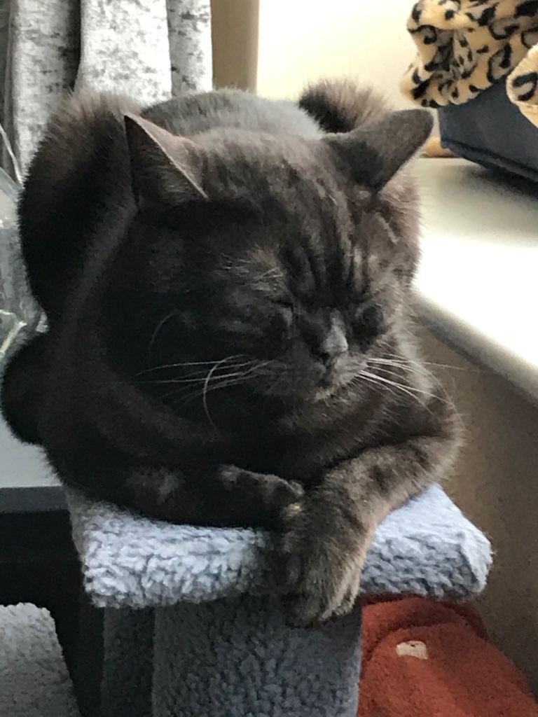 13 month old beautiful cat for loving home 