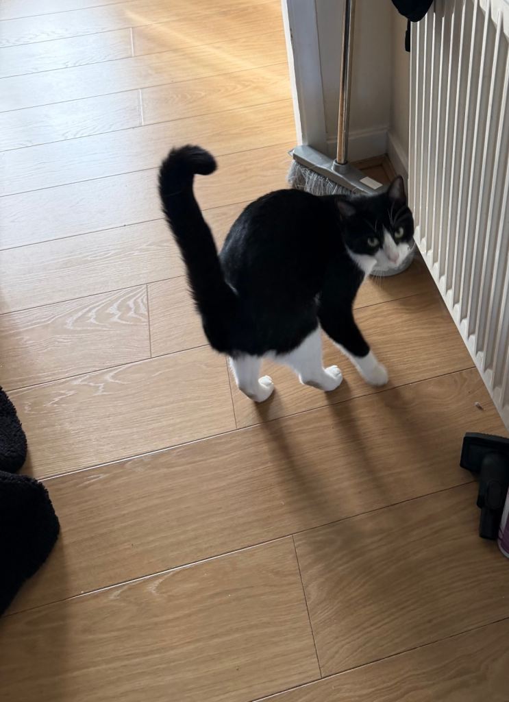 Cat 
