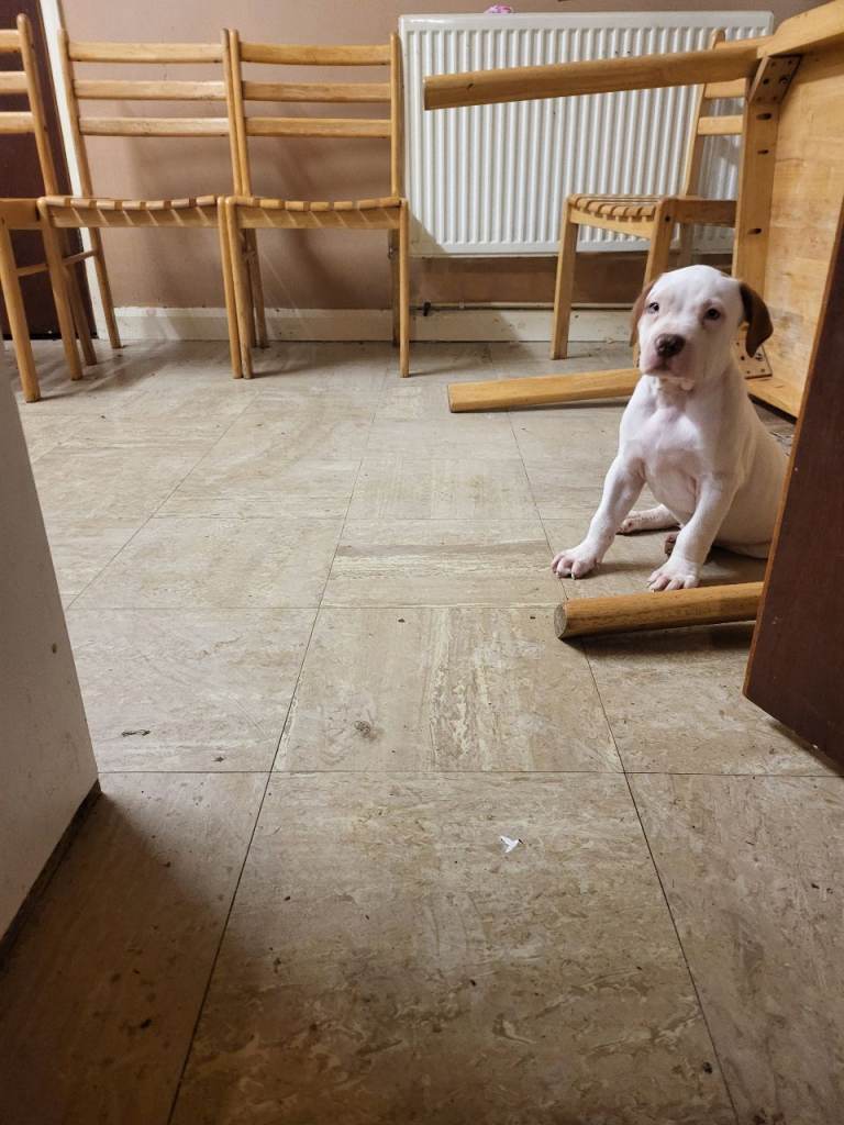 American bulldog puppies 