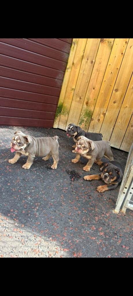 Olde English bulldogs 