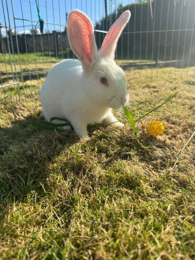 Rabbit for rehoming 