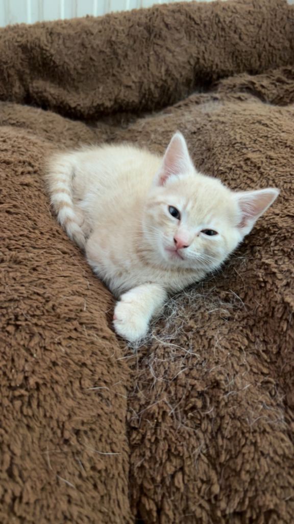 Beautiful kittens for sale £150