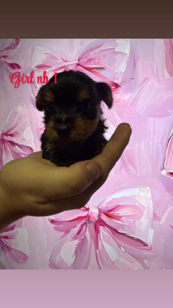 Yorkshire terrier puppies