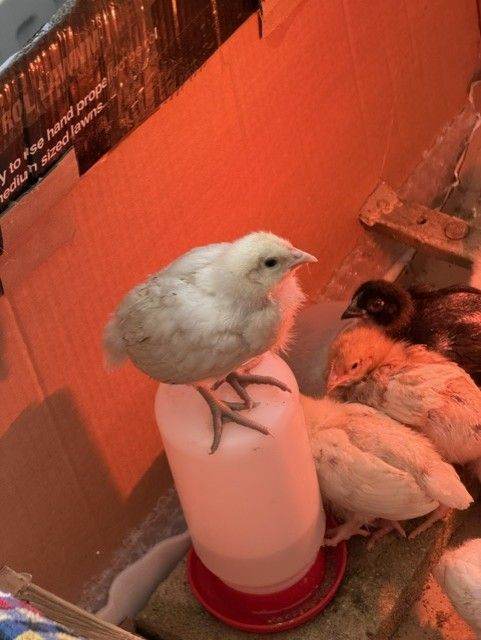 Rooster/Sussex 