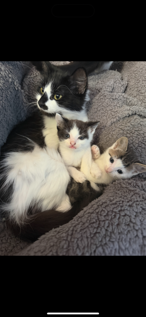 Kittens for sale 