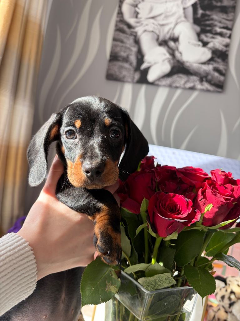 Beautiful female dachshund puppy for sale ready to leave now 