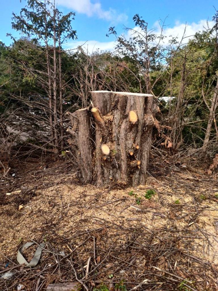 Free Tree and Log removal for Sale in Southport, Merseyside | Gumtree