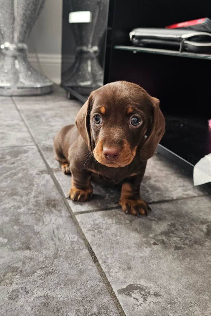 Dachshund girl puppy 
