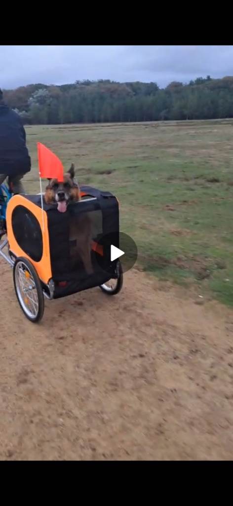 Pet Bike Trailer - used once
