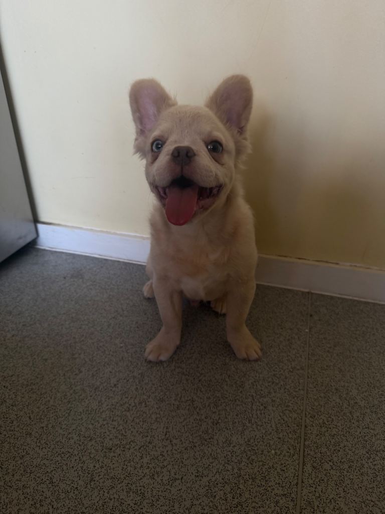 FLUFFY FRENCH BULLDOG 