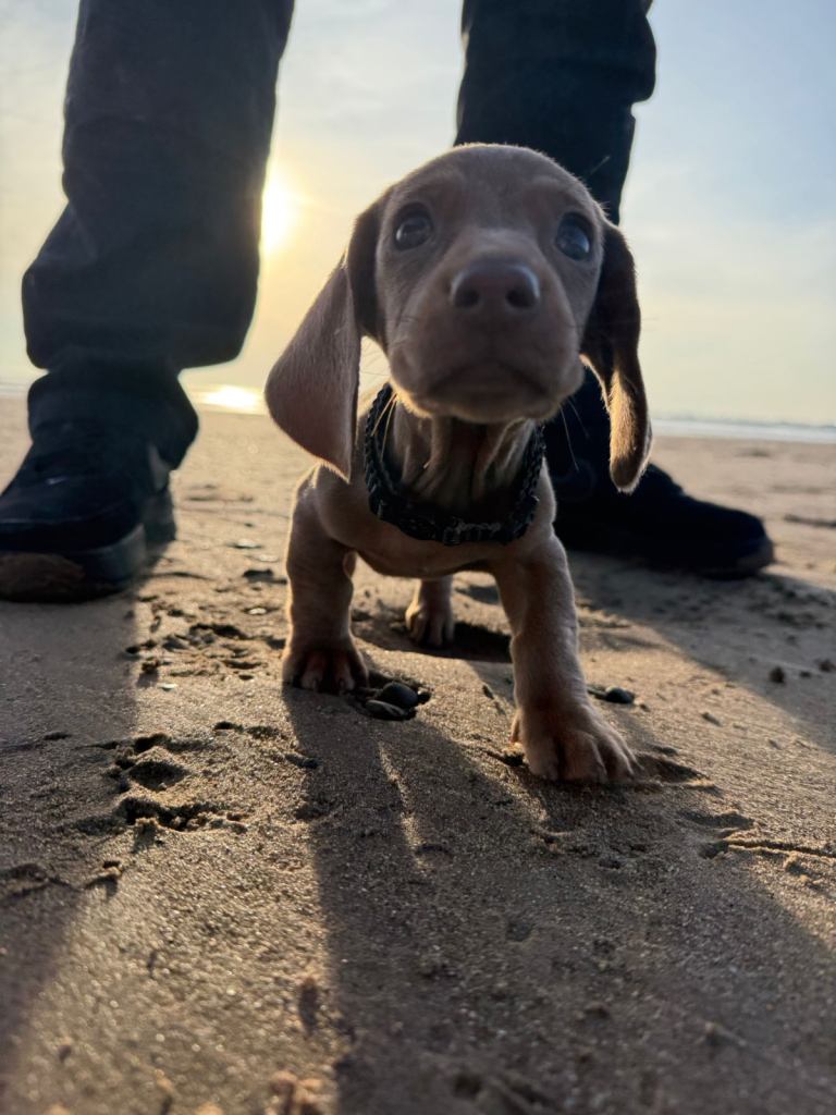 Puppy for sale