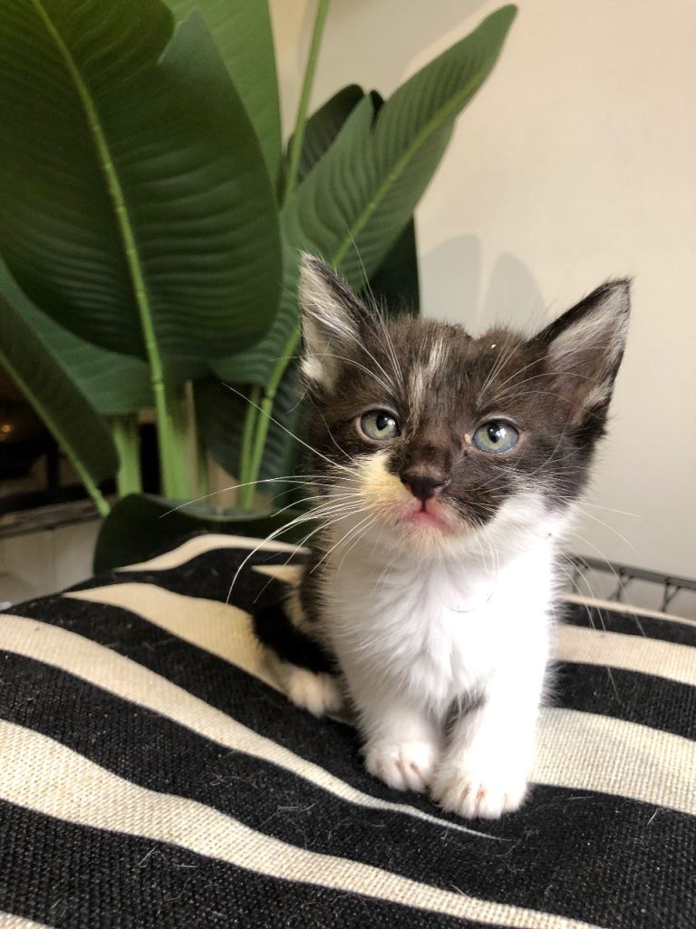 2 x white kittens blue eyes 1x full black 2x black & white
