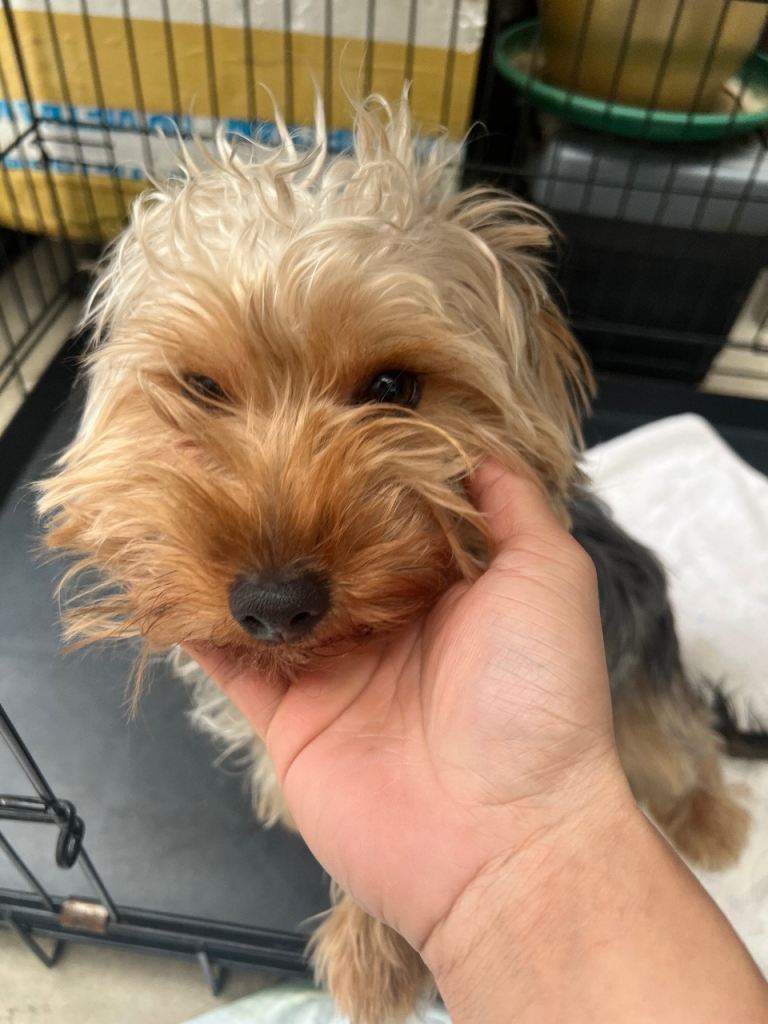 lovely Yorkshire Terri for sale