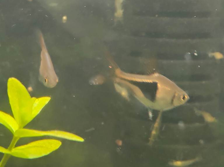 Black Molly and Harlequin Rasbora Fish