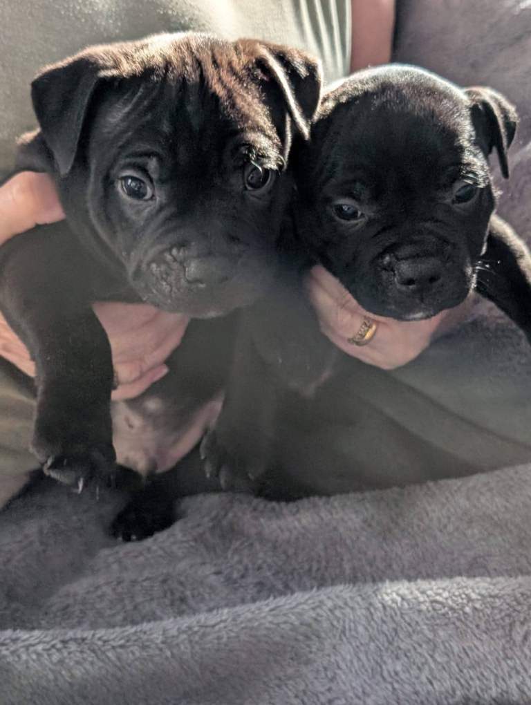 Staffy puppies for sale 