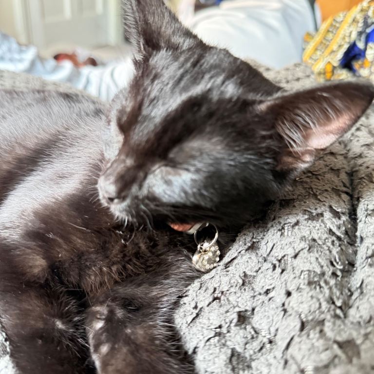 Kitten 