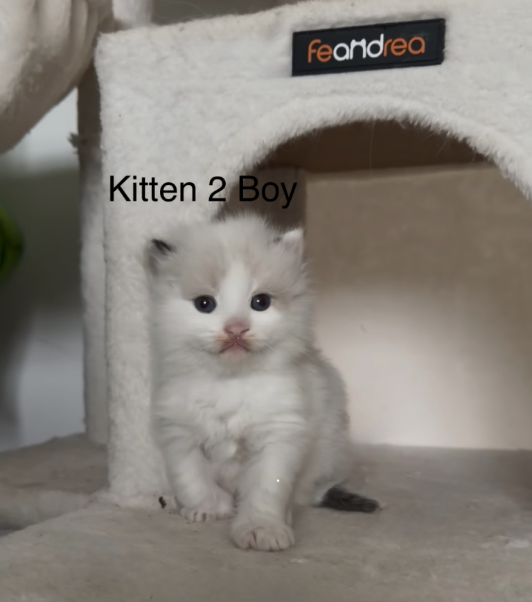 2 boys left - Purebred Seal BiColour Ragdolls