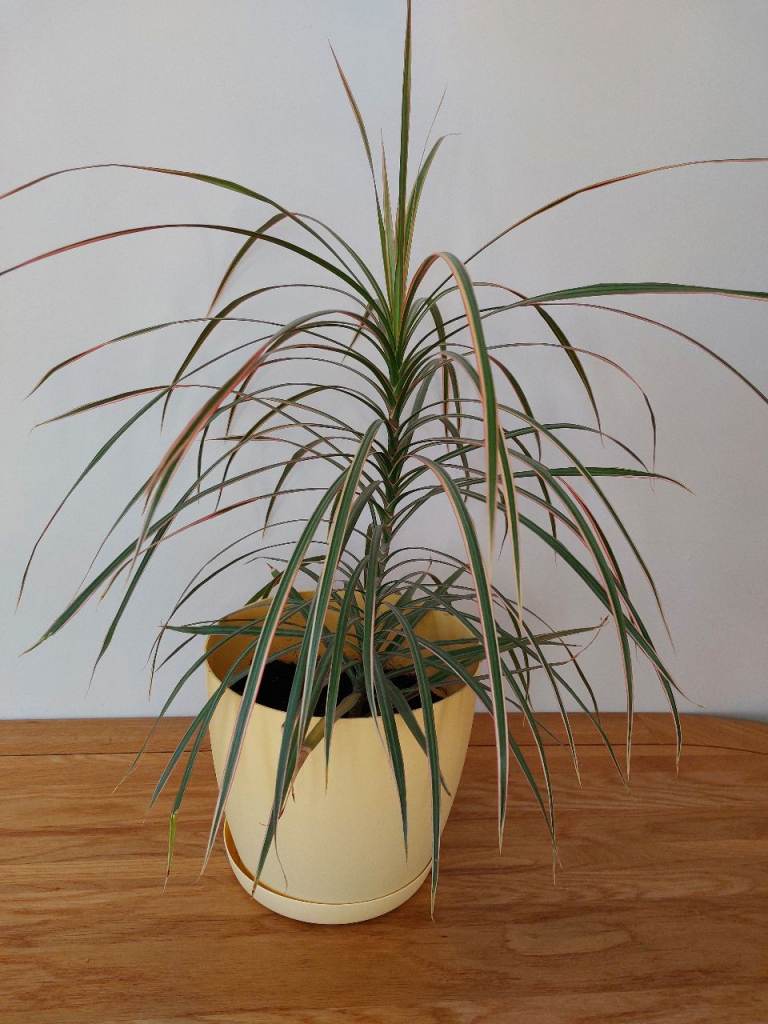 Large Indoor Plant 