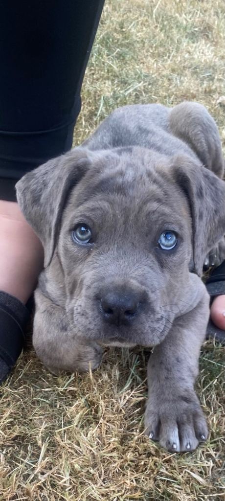 Beautiful puppy