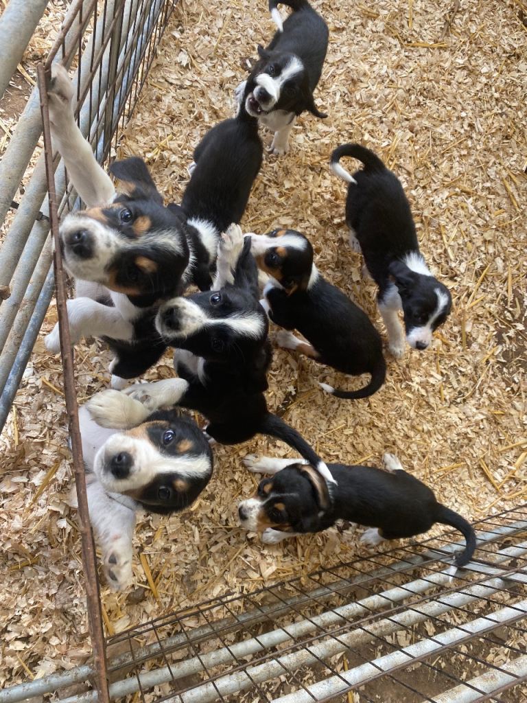 Collie x cocker spaniel puppies