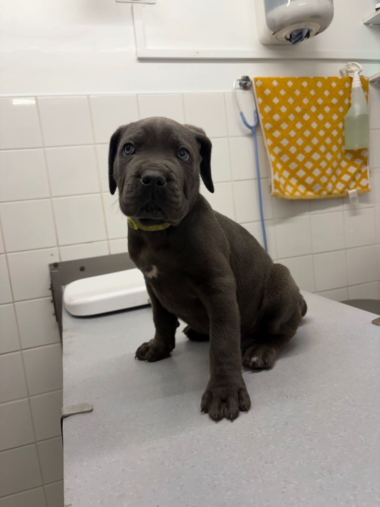 Blue Cane Corso puppy with striking blue eyes