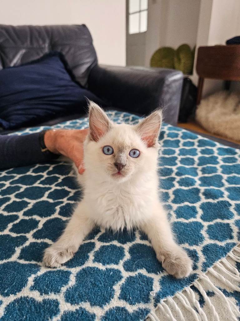 Ragdoll girl kitten cat