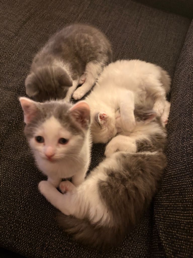 Kittens for sales