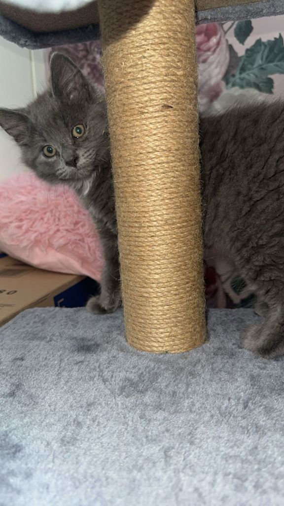 Looking for a new home for my cat 