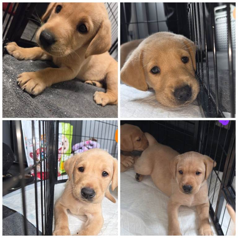 KC registered yellow Labrador pups ready now boys and girls 