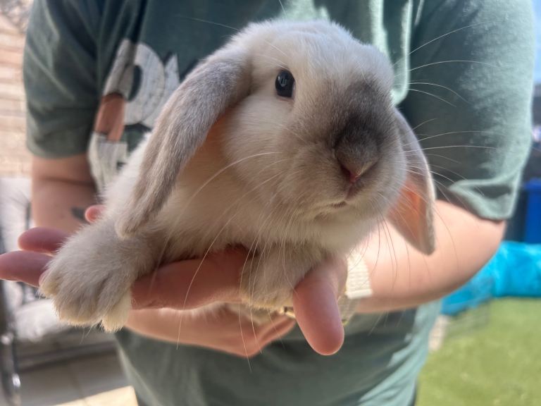Male rabbit 