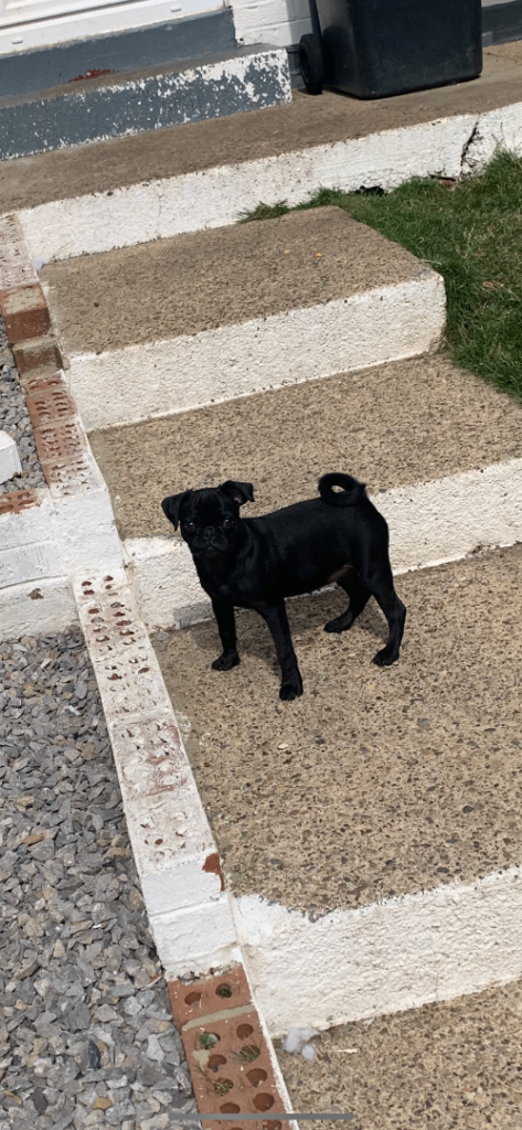 Kc pug solid black 
