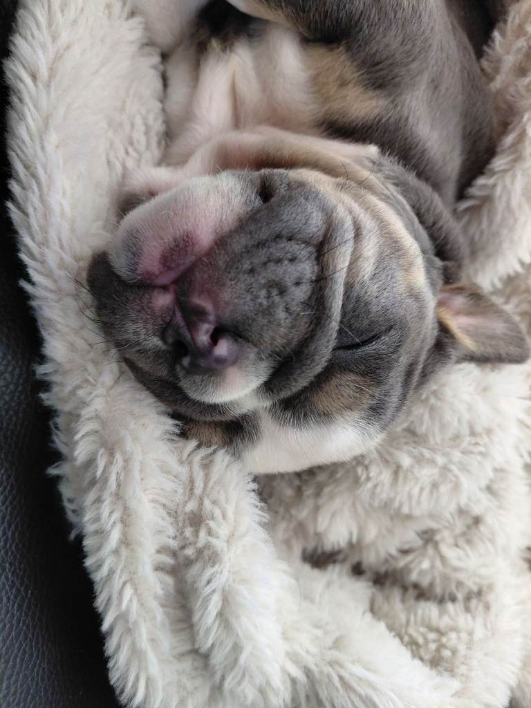 Beautiful British bulldog pup