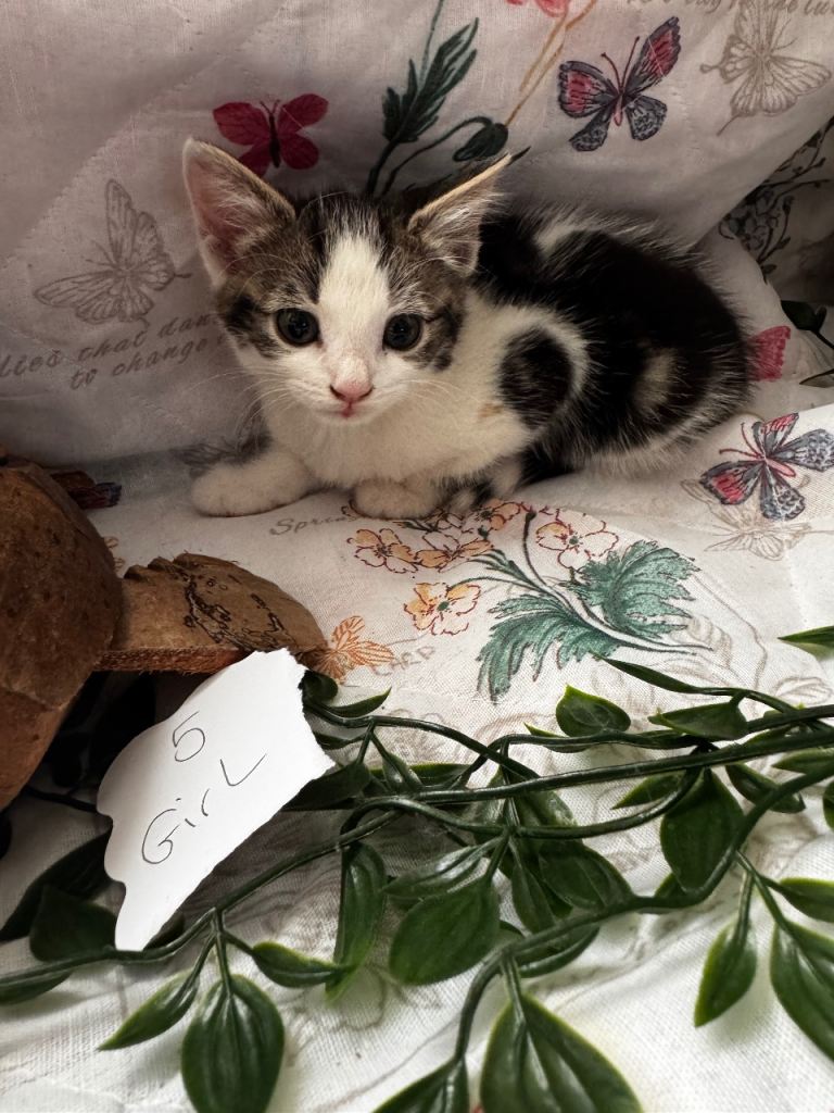 4 cute mix breed kittens 