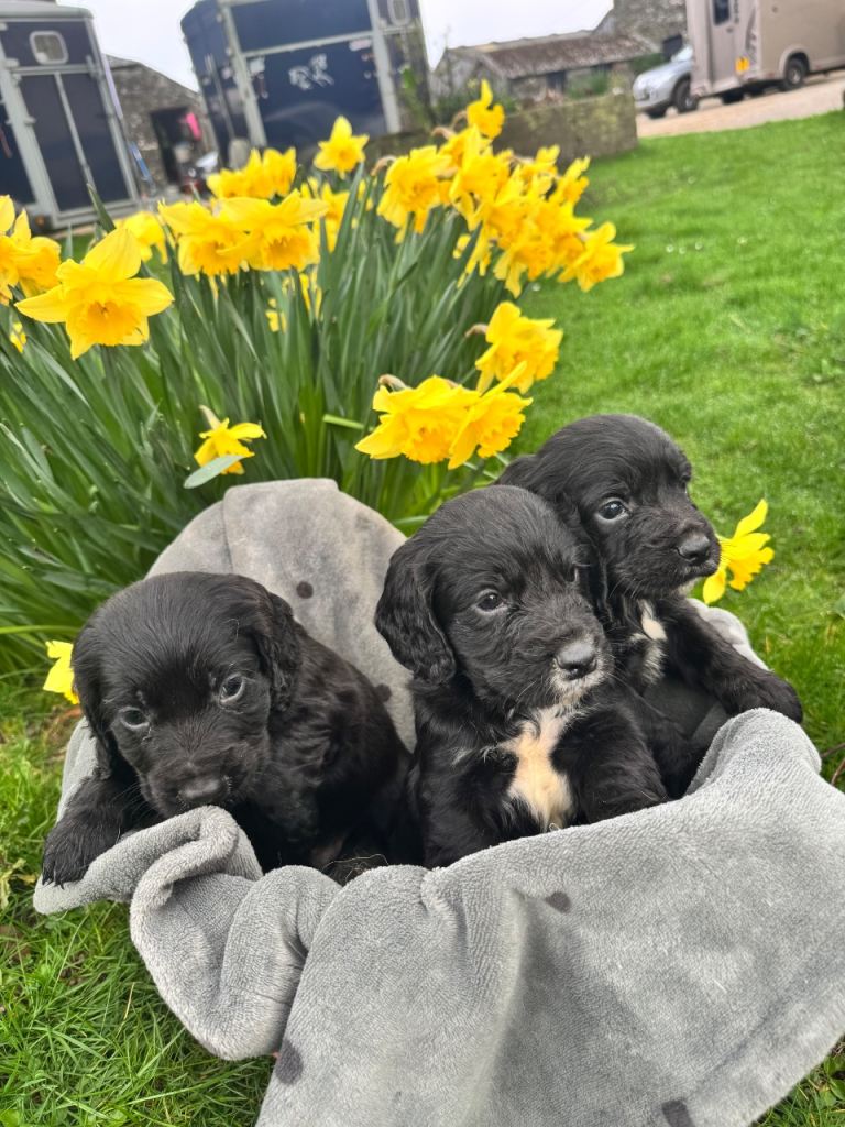 3 cocker spaniel puppies 