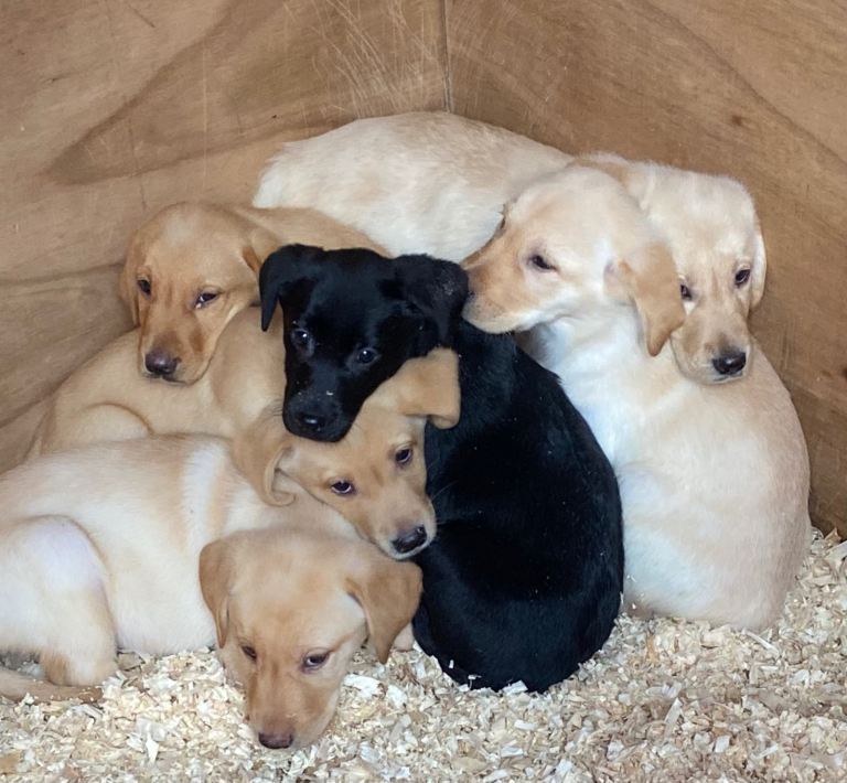 KC registered lab pups