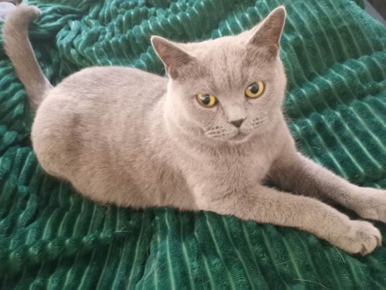   British Shorthair Kittens –Available now