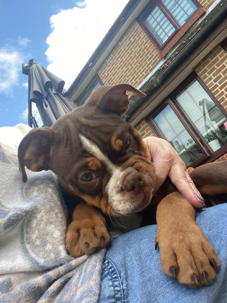 11 week old Bullies ONLY 1 LEFT!!!!