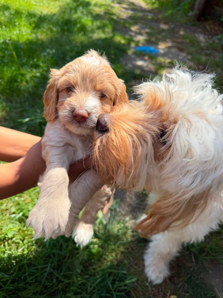 Puppy 