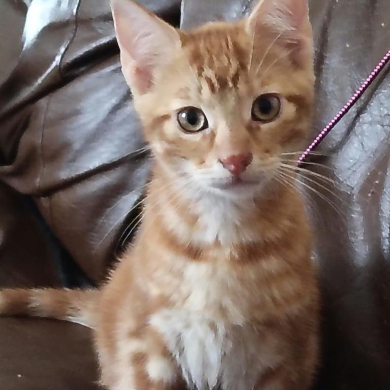 Ginger Kitten Male
