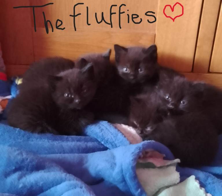 Ready OFFERS WELCOMED - BRITISH SHORT HAIRED CROSS, MUM BRITISH BLUE