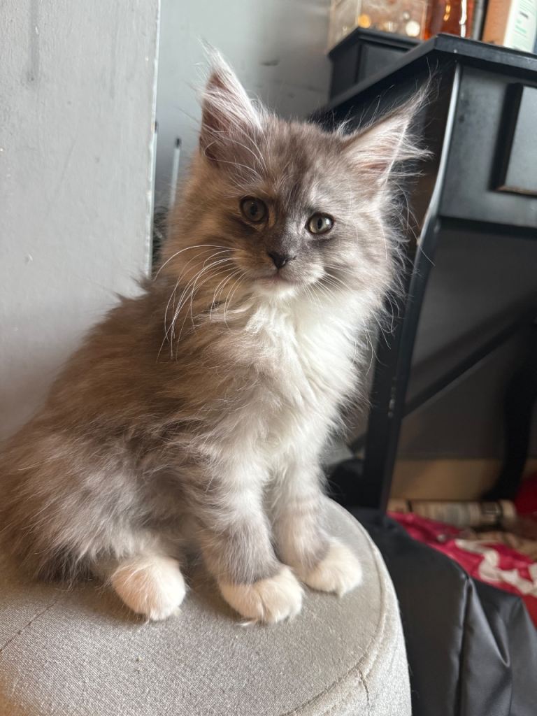 MAINE COON X PERSIAN 