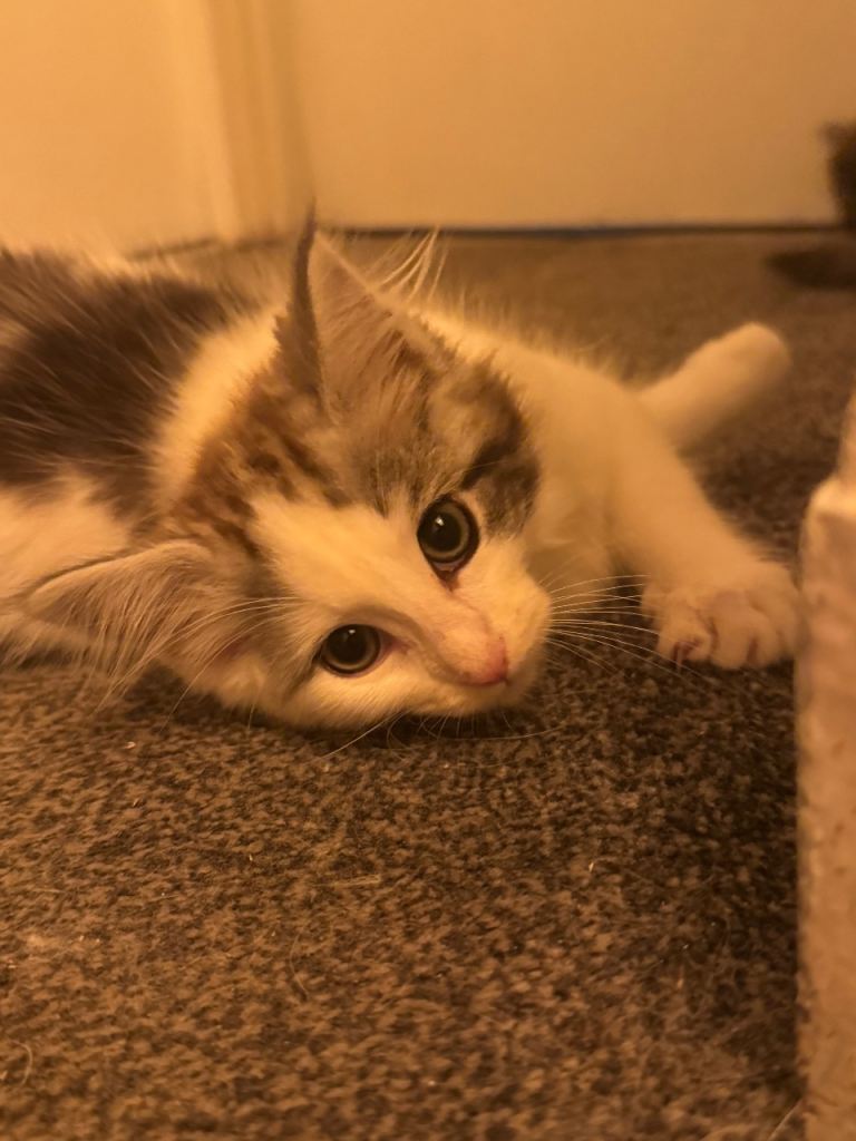 💕Beautiful Ragdoll x Mainecoon kittens💕