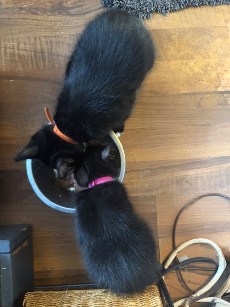 Kittens for sale