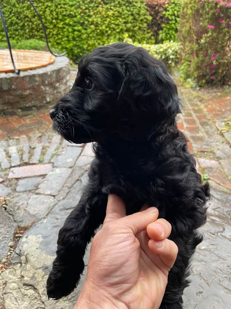 Australian labradoodle puppy - £700