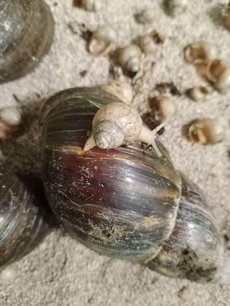 Baby Giant African Land Snails - free to a good home. Collection only from Barry (Vale of Glamorgan)