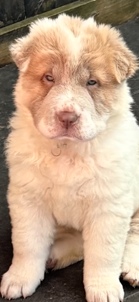 shar pei kc reg