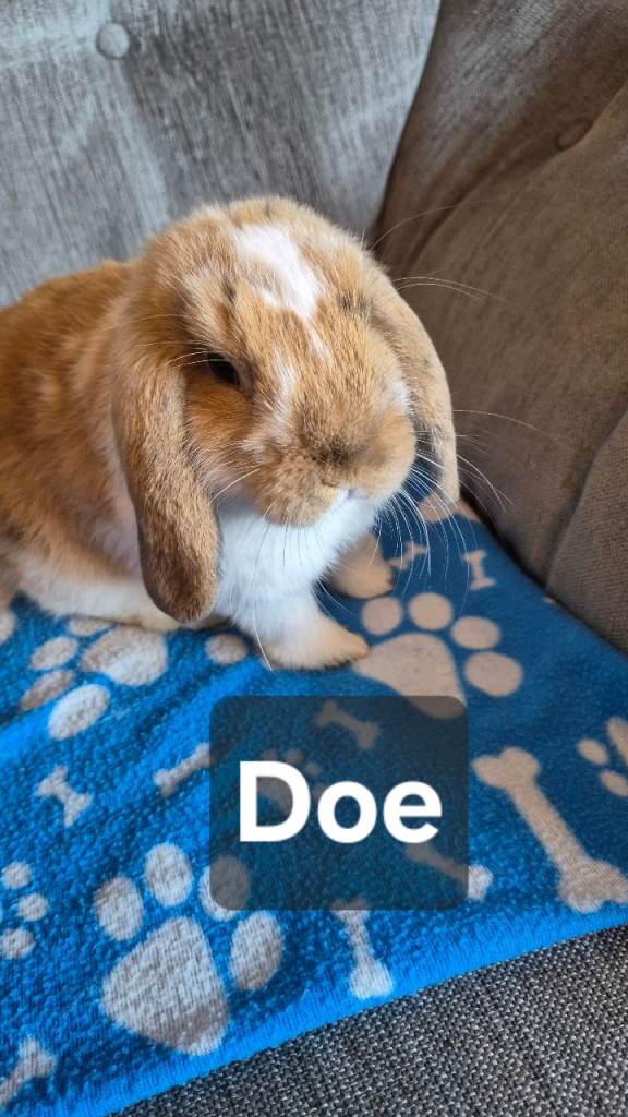 Mini lop
